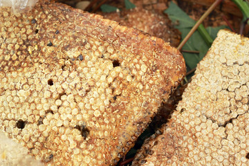 fresh honey in the comb