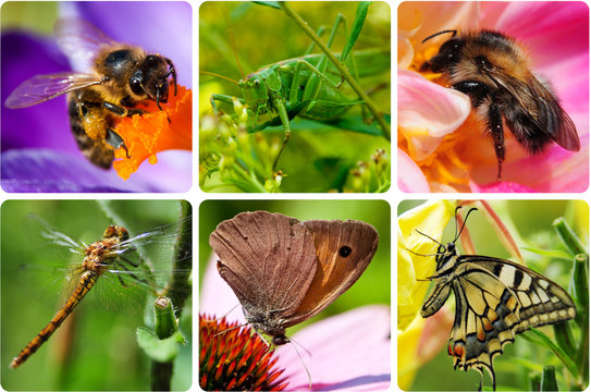 Insekten - Collage