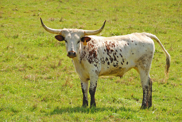 Texas Longhorn cattle in a field of green in the Umpqua Valley n