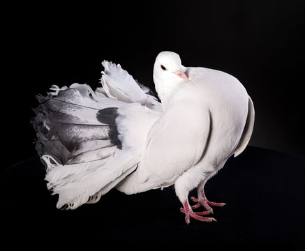 Proud white pigeon