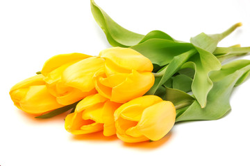 Yellow tulips
