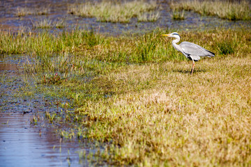 beautiful grey Heron