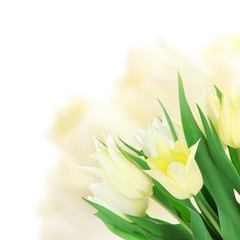 Beautiful yellow tulips on bright background