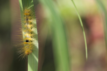 caterpillar © Rochu_2008