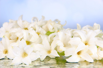 White hyacinth on bright background