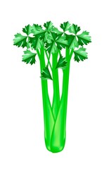 A Fresh Green Celery on White Background