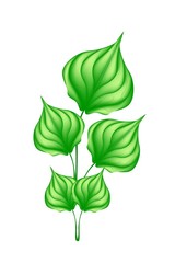 A Fresh Green Wildbetal Leafbush on White Background