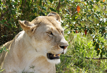 A lion in the Mara bush