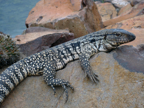 Un lagarto reposa sobre una roca, al lado de un cactus y a orillas del arroyo Arapey. Termas del Arapey, Salto, Uruguay.