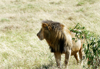 A beautiful lion near a bush