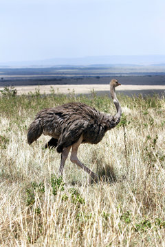 A female Ostrich in the vast grassland of Masai Mara