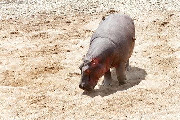 Hippopotamus moving in Mara River