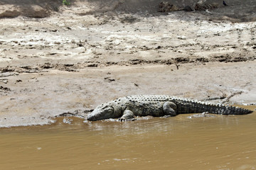 A crocodile resting on the sand of Mara river
