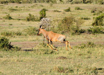A beautiful Topi antelope in the Mara grassland