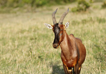 Closeup of a beautiful Topi antelope