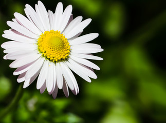 Fototapeta premium Spring Meadow With Daisy, Margherita
