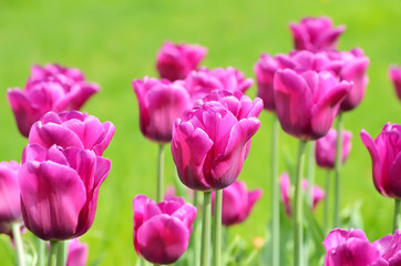 Obraz na płótnie Canvas Purple tulips, close up view