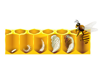Der Lebenszyklus einer Honigbiene - obrazy, fototapety, plakaty