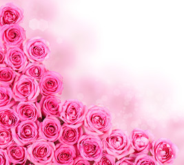 Hot Pink Roses over white background. Border