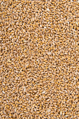 wheat background