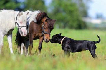 Ponies and dog in field