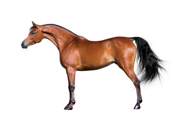 Fototapeta na wymiar Arabian koń samodzielnie na białym tle