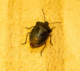 Green stink bug (Nezara viridula).