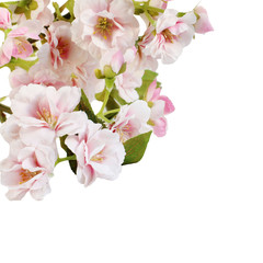 Fototapeta na wymiar Pink spring blossom border