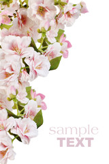 Obraz na płótnie Canvas Pink spring blossom border