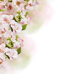 Fototapeta na wymiar Pink spring blossom border