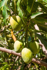 Mango fruit tree indigenous of south east Asia.