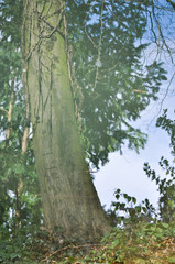 Baum, Spiegelung im Wasser