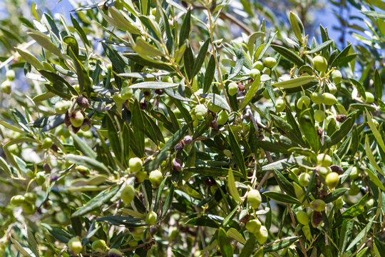Olive tree with healthy green olives in autumn.