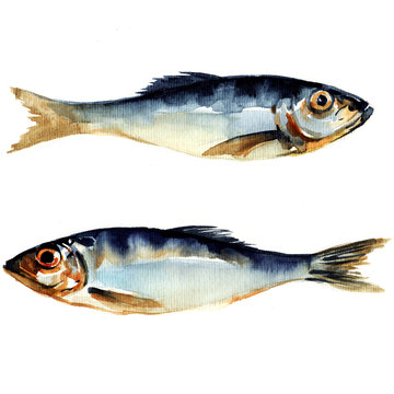 herring fish. watercolor painting