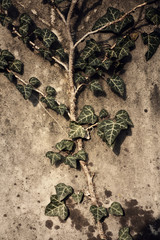 Ivy texture