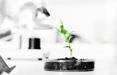Genetically modified plant tested in petri dish