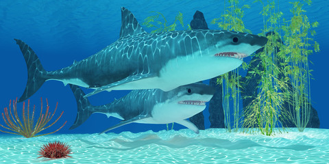 Fototapeta premium Pleistocene Megalodon Shark
