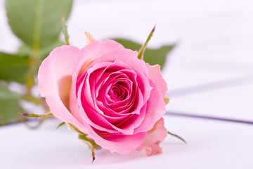 single pink rose for withe background
