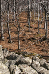 Moraines and leafless beech forest on late winter sunny day