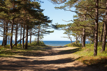 Obraz premium pathway to the sea