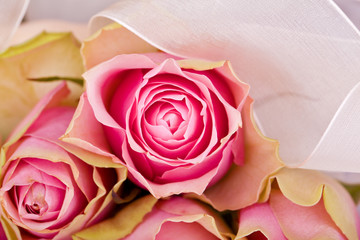 pink roses and withe bow