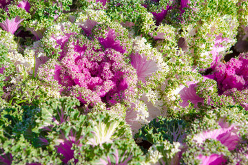 Obraz premium Decorative cabbage, Brassica oleracea