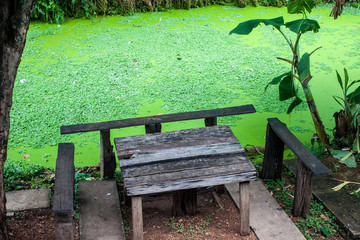 Table, benches and a swamp