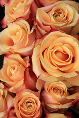 Multicolored wedding roses