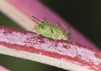 Aphid, extreme close-up with high magnification