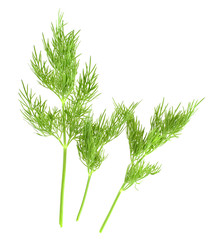 Fennel Isolated on a White Background