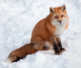Fototapeta premium Young Red Fox in the Snow Looking at the Camera