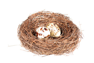 Obraz premium Bird's nest with two eggs