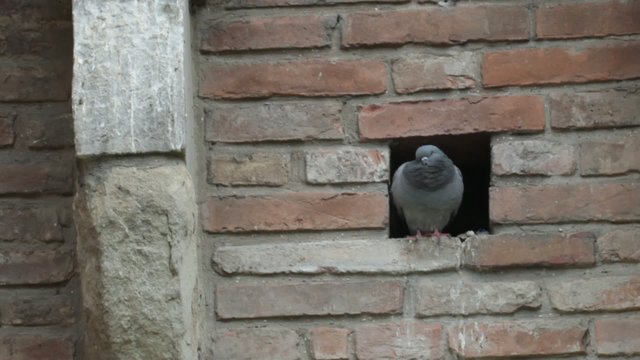 Pigeon in the wall of the Rocca di Ravaldino, Forli , Italy
