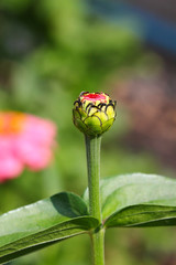 Zinnia flowers in the garden.